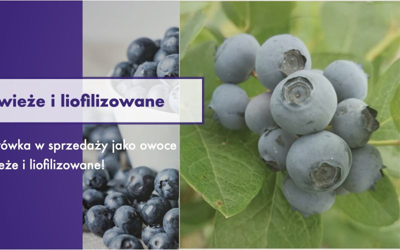 Owoce świeże i liofilizowane